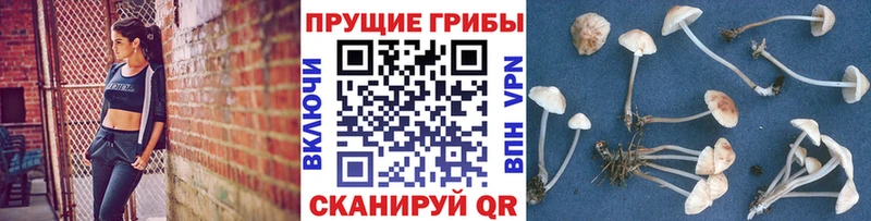 дарнет шоп  Нюрба  Галлюциногенные грибы мицелий 
